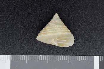 Media type: image;   Malacology 224572 Description: opening view of shell;  Aspect: apertural